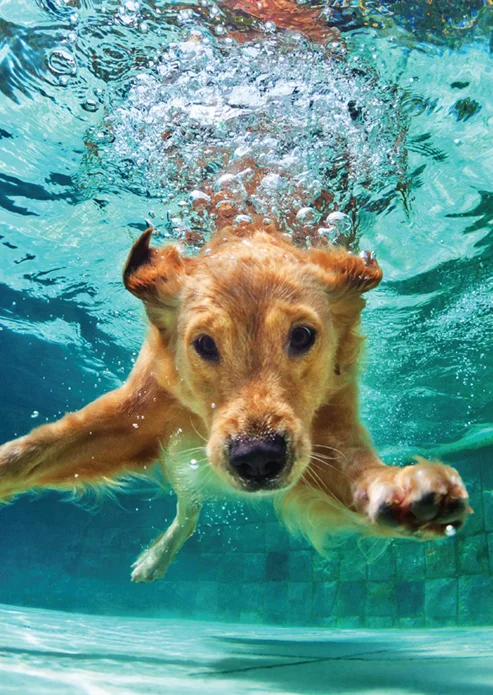 Hpp Dog In Pool Hpp Pool Clean Up